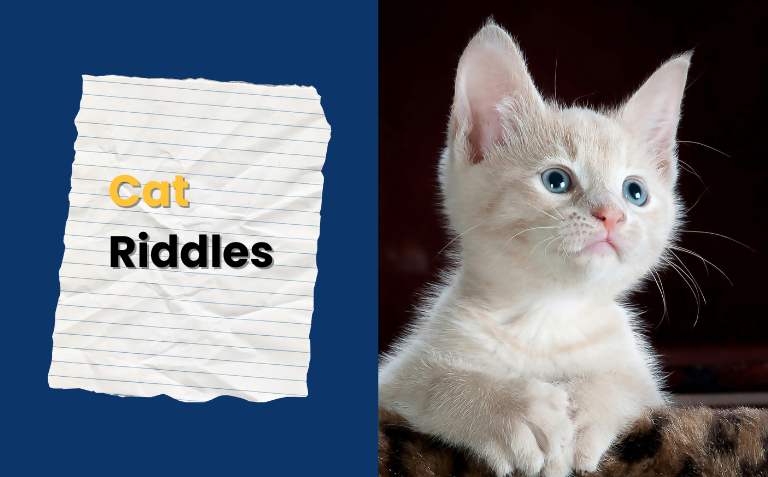 Cat Riddles Fun for Kids and Adults - RiddlesNext