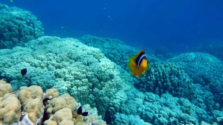 Designing for the Deep: How to Plan Effective Marine Protected Areas