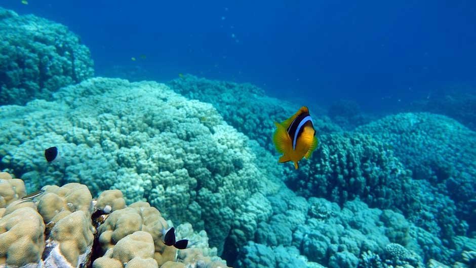 Designing for the Deep: How to Plan Effective Marine Protected Areas